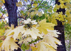 Когда на Камышин опустится первый октябрьский туман