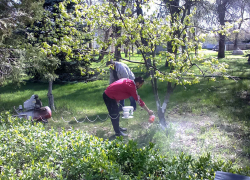 В Камышине в парке Комсомольцев-добровольцев белят деревья и сажают цветы