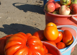 Администрация Камышна обнародовала городские площадки, где можно продавать овощи и фрукты