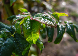  В Камышине новая неделя начинается с дождей и туманов: погодная повестка на 17 ноября