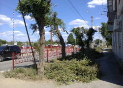 Лето, жара, "самое время" спиливать последнюю зелень с несчастных деревьев? - камышанин