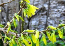 В Камышине первой среди декоративных кустарников расцвела "жаркая" форзиция
