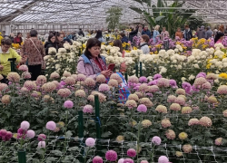 Камышан приглашают на «Бал хризантем» в Волжском