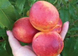 Камышане вынесли на рынки местные нектарины