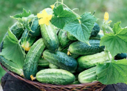 Почему огурец нагнал ботвы и цветов, а "зеленцов" нет? 