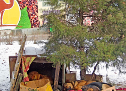 Даже нет слов для возмущения: на центральной улице Камышина процветает стихийный собачий приют! - камышанка