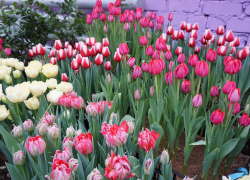 Экскурсантский ажиотаж на ароматных площадках продлил выставку первоцветов в Волгоградском ботсаду