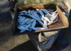 В запредельные 12 тысяч рублей за килограмм оценили улов рыбаков-нелегалов 