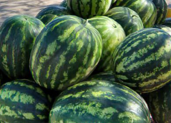 На Арбузном фестивале в Камышине гостям предлагается съесть за счет бюджета 20 тонн полосатой ягоды - туалетов обещают достаточно