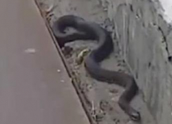 В Камышине "упитанные" змеи гуляют по Бородинскому мосту (ВИДЕО)