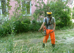 В Камышине покос сорной травы дошел до окраин города