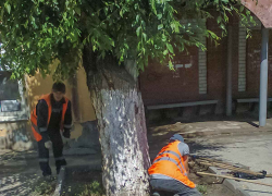В Камышине "оранжевые жилеты" стараются облагородить "фишку" местного озеленения - вязы