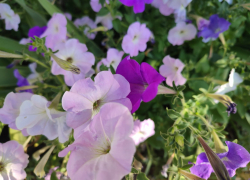 Свежий северный ветерок будет помогать камышанам справляться с жарой 13 июля