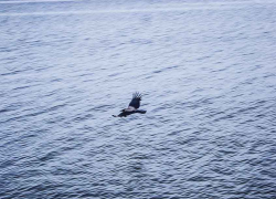 На нелегальном пляже утонула 11-летняя школьница, - "Блокнот Волгограда"