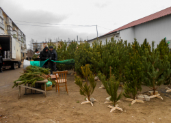 В Камышин пришел "плюс" за 12 дней до Нового года: погодная повестка на 18 декабря