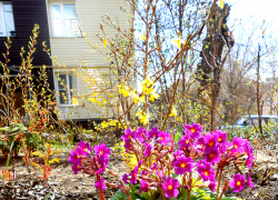 На Пасху в Камышине выглянет солнце, но может брызнуть и слабый дождь: погодная повестка на 12 апреля