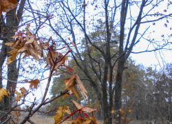 Маленький "плюс", но ледяной ветер: погода в Камышине 19 декабря