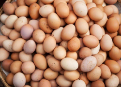 Россельхознадзор "арестовал" в Камышине подозрительные яйца