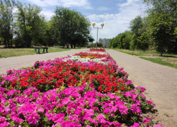 В Камышине этим летом на городских клумбах высажено 35 тысяч цветов: как их напоить?