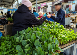 В Камышине в середине апреля начали активнее торговать рассадой