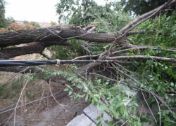 В Волгограде во время сильного ветра на 7-летнюю девочку упало дерево