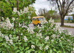 Житель Камышина предложил показать городские автобусы на Яндекс-Картах в интересах пассажиров: идея дошла до депутатов гордумы - ну, и?..