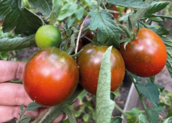 Помидор ОбамаF1 слишком хорош для салата  