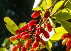 Свежо и немного дождливо: погода в Камышине 15 августа