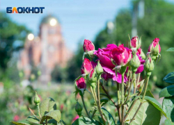 «Плохие результаты означают уход губернатора»: возможные итоги референдума назвал профессор ВолгГТУ, - "Блокнот Волгограда"