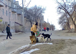 Если подкармливать бездомных собак, то они так и будут опасно сбиваться в стаи, - камышанка