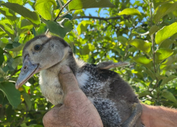 Серо-золотистые утята, которых продают в Петровом Вале, очаровали камышан