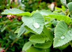 Короткий дождь и 34-градусная жара: погода в Камышине 19 июля