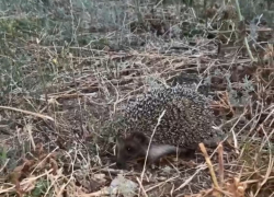 В Камышин "на ужин" забегают ежи