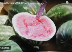 Камышане с недоверием относятся к утверждениям продавцов, что арбузы на рынках в июле - местные (ВИДЕО)