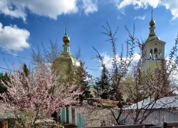 В Камышине перед "снегодождем" расцвели абрикосовые деревья