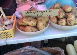 В Камышине продают молодую картошку с неизвестной "родословной"