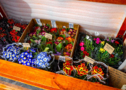 Камышанки оценили 8 Марта цветы в горшках с землей