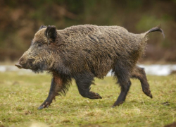 Новую серьезную аварию у границы Камышинского района "организовал" дикий кабан