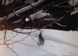 Бодрый заяц позировал горожанам на улице Терешковой в центре Камышина (ВИДЕО)