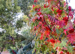 "Бабье лето" заглянуло в Камышин 24 октября