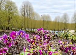 Закаленные первоцветы выдержали снежный шквал в Камышине