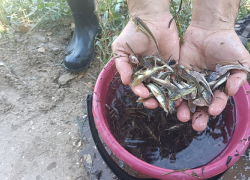 Молодь осетра и стерляди миллионами выпускают в водоемы Волгоградской области