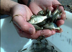 14 с половиной миллионов мальков сазана и толстолобика выпустили в водоемы Волгоградской области