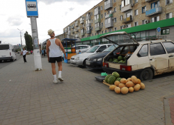 В Камышине бахчевыми начали торговать с земли