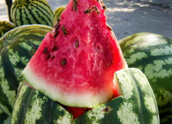 Среди зимы стали известны результаты "обследования" волгоградских, в том числе камышинских, арбузов и дынь