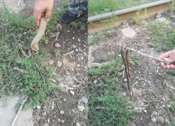 Змею с яркими пятнами встретил горожанин на остановке