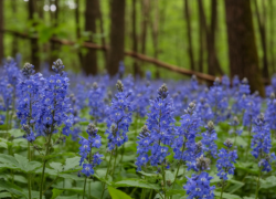 Магические цветы скоро зацветут в Волгоградской области 