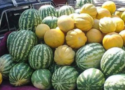 Сторожа поругались на бахчах, и один из них стал палить из ружья