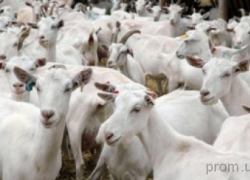 В Камышинском районе в огне пожара погибло стадо коз, 10 кур и 2 утки