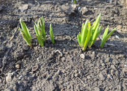 Теплый солнечный день обещают синоптики камышанам 13 марта